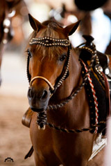 Corporate Challenge Photo