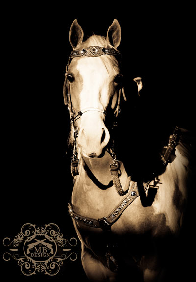 Cookie wearing Luans Leathers